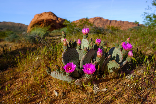 Hedgehog cactus flowering in field on desert mountain
