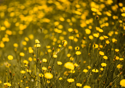 Many vivid yellow flowers and green leaves of Oenothera plant, commonly known as evening primrose, suncups or sundrops, in a garden in a sunny summer day, beautiful outdoor floral background