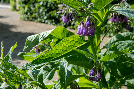 Comfrey, Symphytum officinale, is used, among other things, for sports injuries such as bruises or strains. Comfrey belongs to the rag leaf family, Boraginaceae.