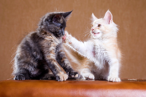 two cute maine coon kittens are playing