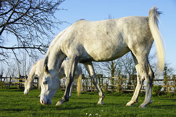 horses  uffington horse stock pictures, royalty-free photos & images
