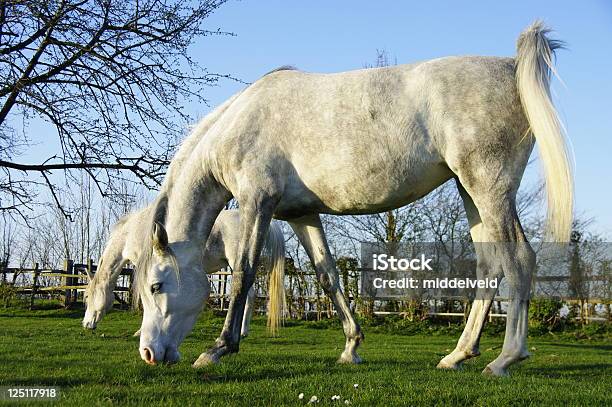 Horses Stock Photo - Download Image Now - Agricultural Field, Agriculture, Beauty In Nature