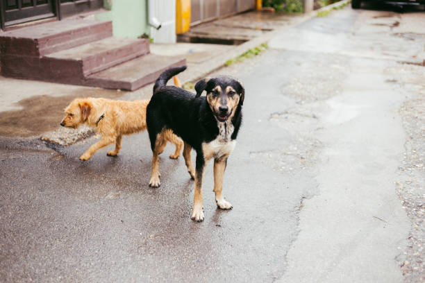 istock Stray dogs on street 1251179800