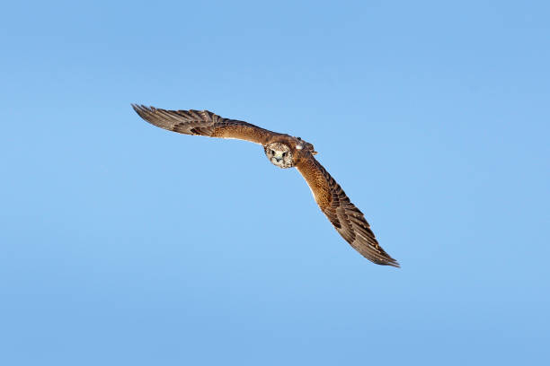 saker falcon, falcão falcão, falcão cherrug, mosca-de-rapina.  céu azul no inverno frio, animal no habitat da natureza, frança. a cena da vida selvagem forma a natureza. voo de pássaros. - lanner falcon - fotografias e filmes do acervo