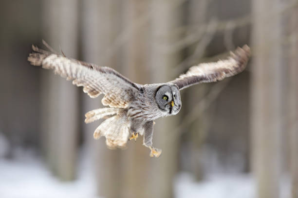 istock Bird flying. Great Grey Owl, Strix nebulosa, flight in the forest, blurred trees in background. Wildlife animal scene from nature. Owl fly in the the cold winter. Snow in forest. Owl flight. 1251179847