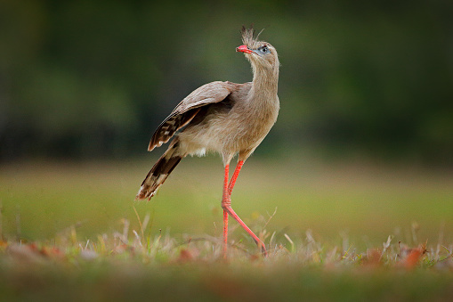 Red-legged Seriema, Cariama cristata, Pantanal, Brazil. Typical bird from Brazil nature. Bird in the grass meadow, long red leg. Traveling in South America.