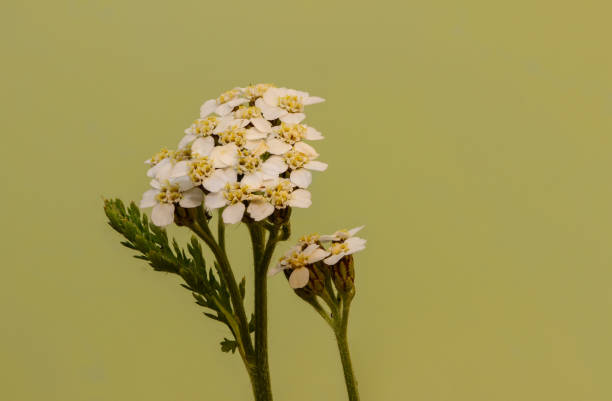 Yellow flowers of Achillea ageratum. sweet yarrow, sweet-Nancy, English mace, sweet maudlin. a flowering plant in the sunflower family.