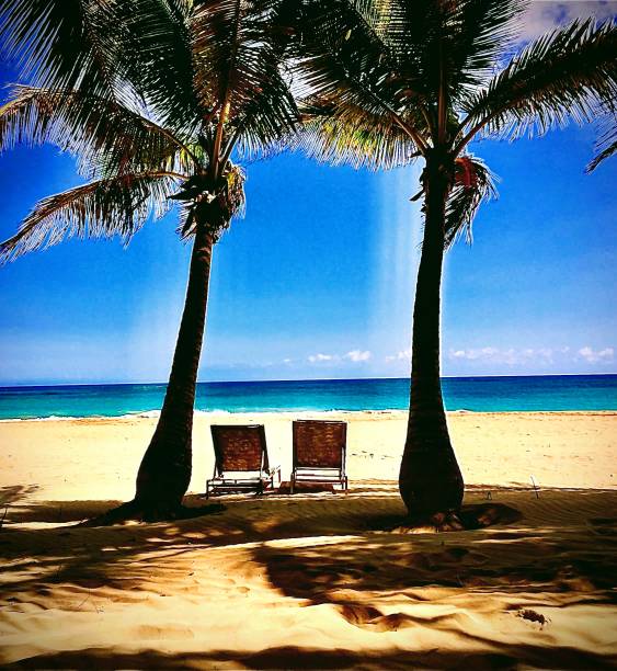 istock Beach Chairs Under The Coconut Palms 1251180000