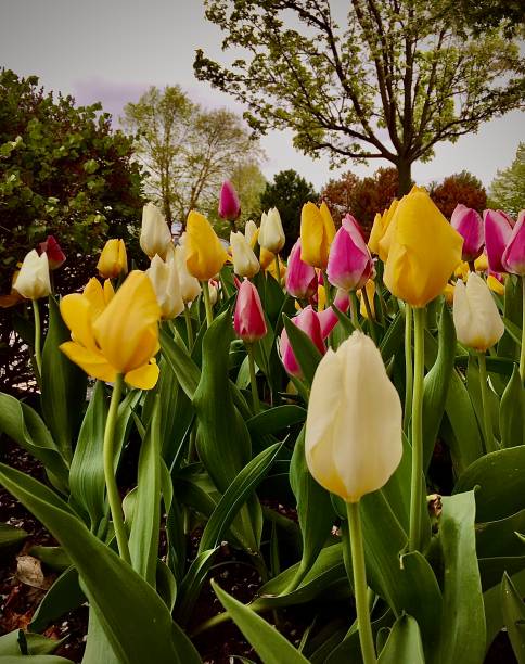 As far as the eye can see.... A Chicago Park like setting covered with a riot of multi colored tulips, a springtime delight for the eyes