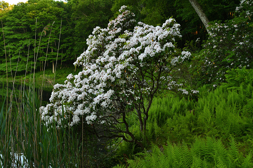 Mountain laurel on beaver pond in Connecticut. A beloved eastern evergreen shrub that blooms in late spring to early summer. State flower of Connecticut and Pennsylvania.