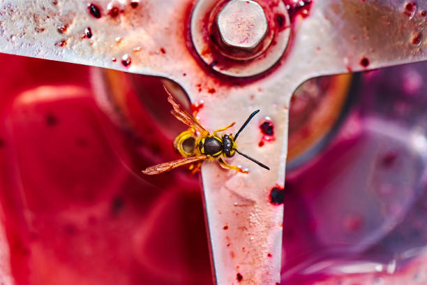 Long-legged bee looking at the nest