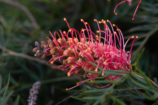 istock Grevillea Superb Close Up 1251180273