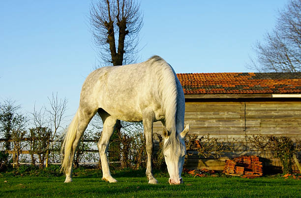 White horse  uffington horse stock pictures, royalty-free photos & images