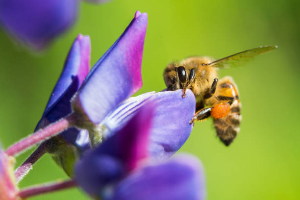 istock Honey bee collecting nectar and pollen from wild lupine 1251180872