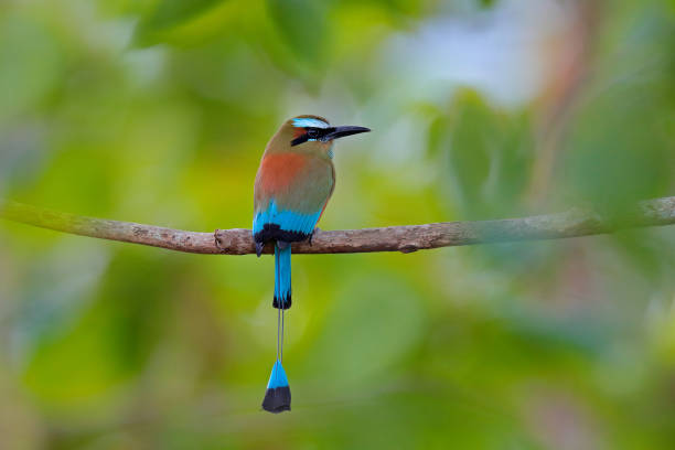 turquise-browed motmot, eumomota superciliosa, porträt der schönen großen vogel wilde natur, schöne farbige wald hintergrund, kunstansicht, costa rica. schöner großer vogel, wilde natur, tropisch - sägeracke stock-fotos und bilder