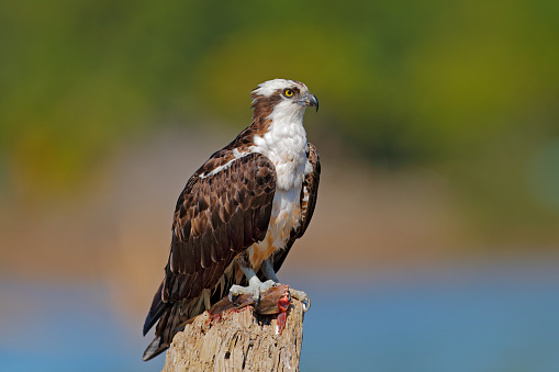 Osprey with fish. Bird catch the fish. Bird of prey Osprey, Pandion haliaetus, feeding catch fish, Peru. Wildlife scene from nature. Eagle with dead fish. Bird with food. Wildlife scene from nature.