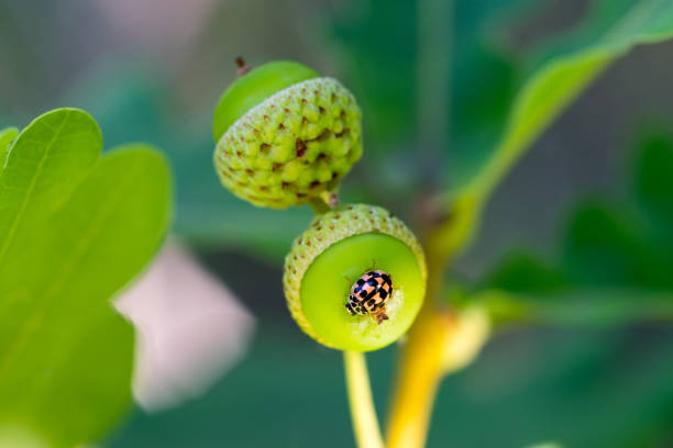 Beautiful beetle on a young oak acorn. Close-up. stock photo