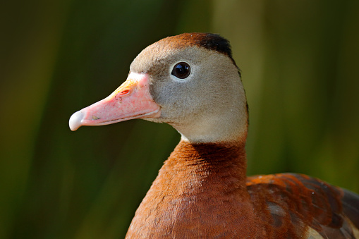 Black-bellied Whistling-Duck, Dendrocygna autumnalis, brown birds in the water march, animal in the nature habitat, Costa Rica. Duck sitting on the branch. Wildlife scene \nCentral America. Portrait.