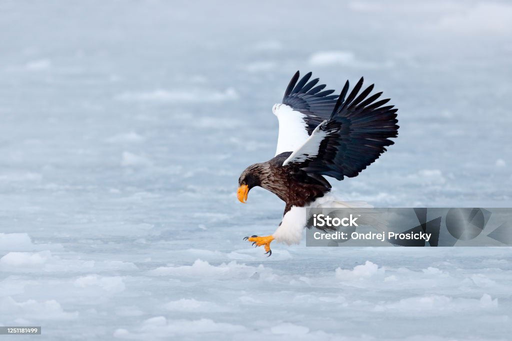 Winter scene with snow and eagle. Flying rare eagle. Steller's sea eagle, Haliaeetus pelagicus, flying bird of prey, with blue sky in background, Sakhalin, Russia. Eagle with nature mountain habitat. Animal Body Part Stock Photo