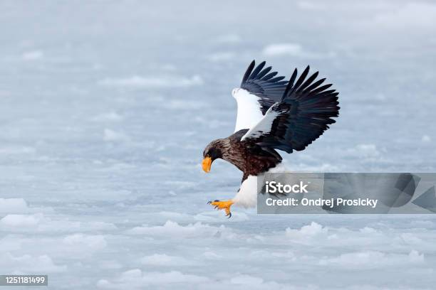 Winter Scene With Snow And Eagle Flying Rare Eagle Stellers Sea Eagle Haliaeetus Pelagicus Flying Bird Of Prey With Blue Sky In Background Sakhalin Russia Eagle With Nature Mountain Habitat Stock Photo - Download Image Now