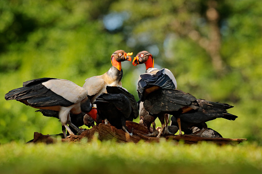 King vulture, Sarcoramphus papa, with carcas and black vultures. Red head bird, forest in the background. Wildlife scene from tropic nature. Condors in tropic forest and cow. Animal feeding behaviour.