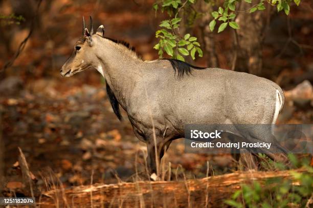 Sambar Deer Rusa Unicolor Large Animal Indian Subcontinent Rathambore India Deer Nature Habitat Bellow Majestic Powerful Sambar Deer Rusa Unicolor Large Animal Indian Subcontinent Rathambore India Deer Nature Habitat Bellow Majestic Powerful