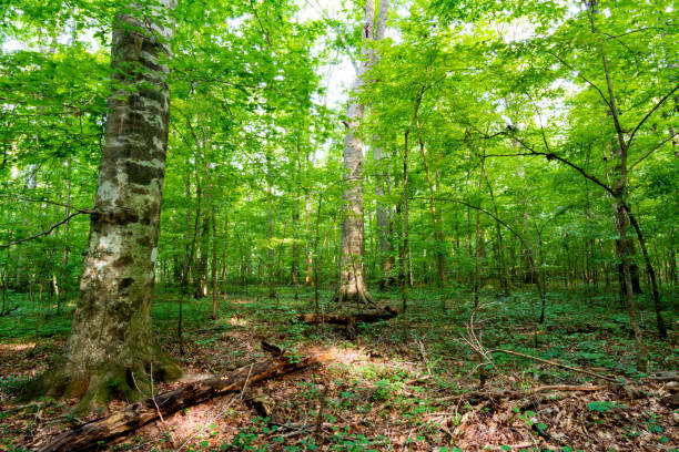 istock Deep dark green forest somewhere in Alabama 1251183282