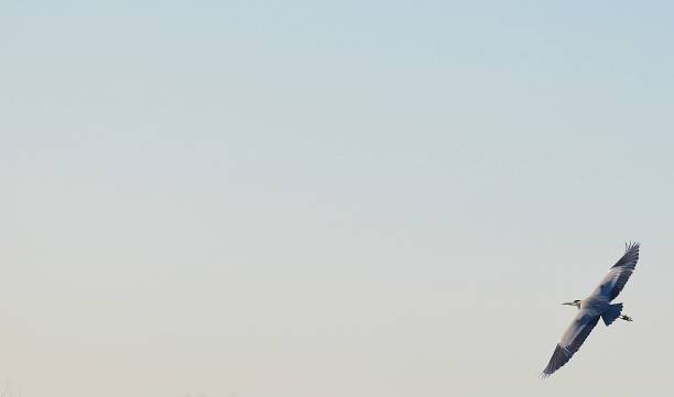 istock Heron flying over Somerset Levels, UK 1251183857