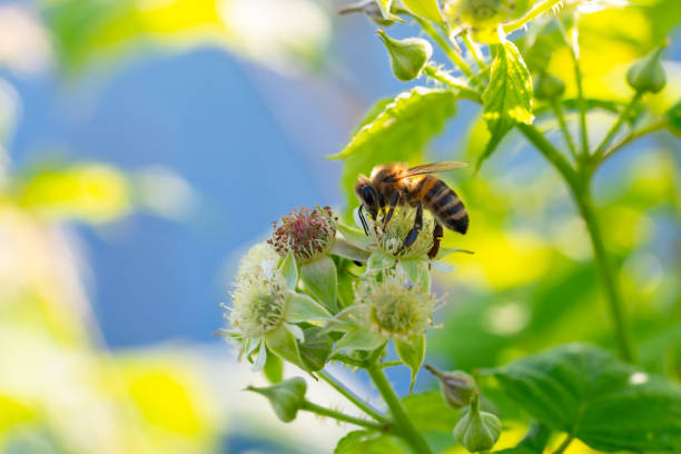 istock Honey bee collecting pollen from flowers 1251183939