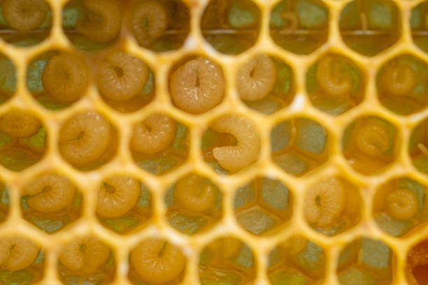 Background of bee honeycombs with larvae in a hive.