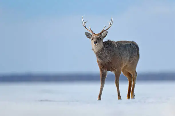 Photo of Hokkaido sika deer, Cervus nippon yesoensis, in snow meadow, winter mountains and forest in the background. Animal with antler in nature habitat, winter scene, Hokkaido, wildlife nature, Japan.