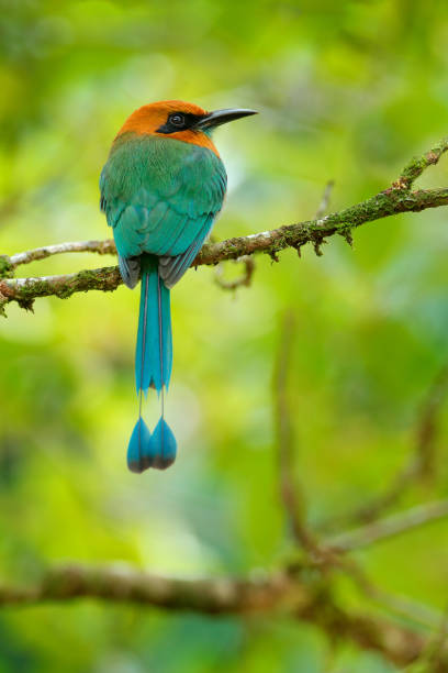 breitschnabel motmot, electron platyrhynchum, porträt von schönen großen vogel wilde natur, schöne farbige wald hintergrund, kunstansicht, costa rica. schöner großer vogel, wilde natur, tropisch. grüne vegetation. - sägeracke stock-fotos und bilder