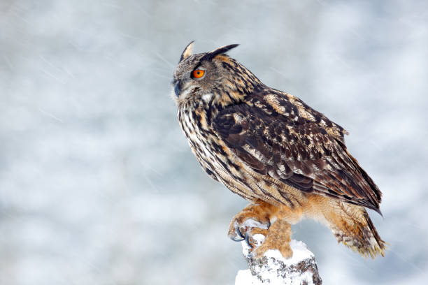 istock Big Eurasian Eagle Owl with snowy stump with snow flake during winter, Czech republic. First snow with bird. Winter with big white beautiful owl. Wildlife scene from snowy nature. Snow storm with owl. 1251184333