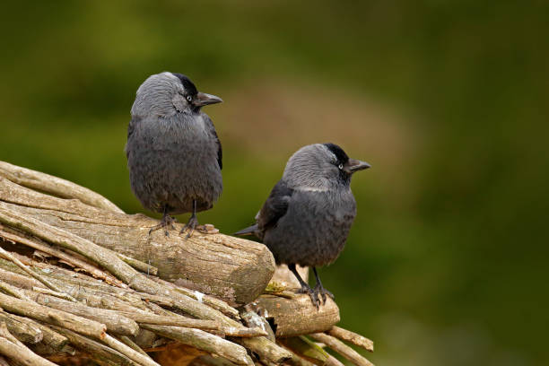 istock Eurasian Jackdaw Corvus monedula with open beak sitting on the stone. Moose stone with black bird. Black bird in the nature habitat. Raven on the rock. wildlife scene from nature. Two grey birds. 1251184364