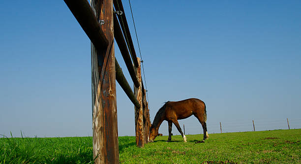 istock horse in the meadow 125118480