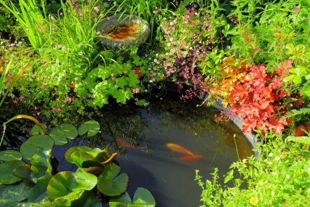 Photo of Small pond with koi fish