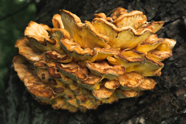 istock Yellow bracket fungus growing on a tree. 1251185182