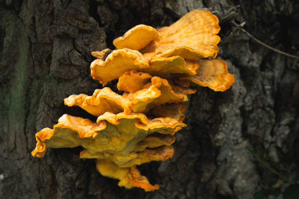 istock Yellow bracket fungus growing on a tree. 1251185183