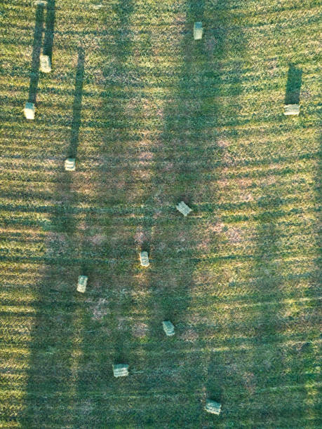 istock Hay bales in field drone aerial view 1251185392