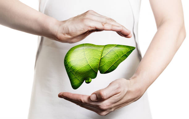 Concept of healthy liver and donation. Image of a woman in a white dress and 3d model of the liver between her hands. Concept of healthy liver and donation. slag heap stock pictures, royalty-free photos & images