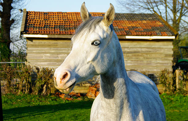 white horse  uffington horse stock pictures, royalty-free photos & images