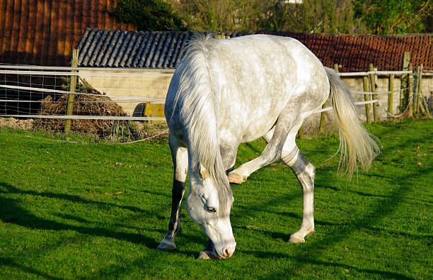 white horse - 7963 stock-fotos und bilder