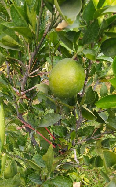 istock Creen fruit in a Tere with leaves 1251186948