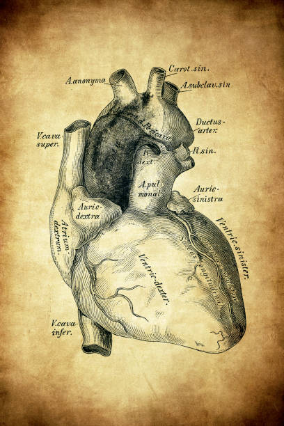 istock The heart and the big vessels 1251187213