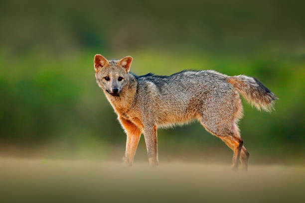 Crab-eating fox, Cerdocyon thous, forest fox, wood fox or Maikong. Wild dog in nature habitat. Face evening portrait. Wildlige, Pantanal, Brazil. Green vegetation, cute wild fox. Travelling Brazil. zorro que come cangrejos, cerdocyon tú, zorro del bosque, zorro de madera o maikong. perro salvaje en hábitat natural. retrato de la noche de la cara. wildlige, pantanal, brasil. vegetación verde, lindo zorro salvaje. viajando por brasil.