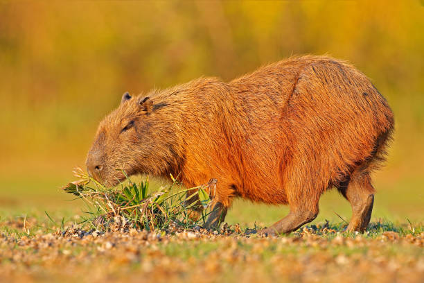istock Capybara, Hydrochoerus hydrochaeris, Biggest mouse in water with evening light during sunset, Pantanal, Brazil. Wildlife scene from nature. Wildlife Brazil.  Mammal, open muzzle with white tooth. 1251187996