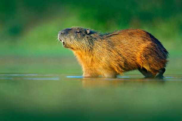 Capybara, Hydrochoerus hydrochaeris, Biggest mouse in water with evening light during sunset, Pantanal, Brazil. Wildlife scene from nature. Wildlife Brazil. Mammal, open muzzle with white tooth. capybara, hydrochoerus hydrochaeris, ratón más grande en el agua con luz de la noche durante la puesta de sol, pantanal, brasil. escena de vida silvestre de la naturaleza. vida silvestre brasil. mamífero, hocico abierto con diente blanco.
