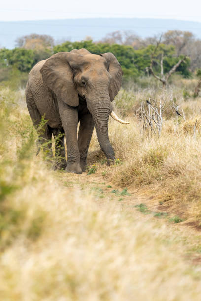 istock African Elephant Bull alone, Savannah in Africa. 1251188528