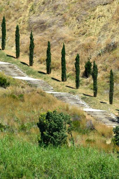 istock Cypress trees in line next to stairs 1251188635