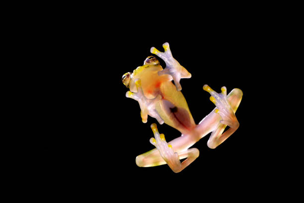 glass frog with transparent skin, visible organs, heartbeat. raticulated glass frog, hyalinobatrachium valerioi, green tropic forest, costa rica- wildlife scene, nature. small glass-frog, night jungle - junge imagens e fotografias de stock